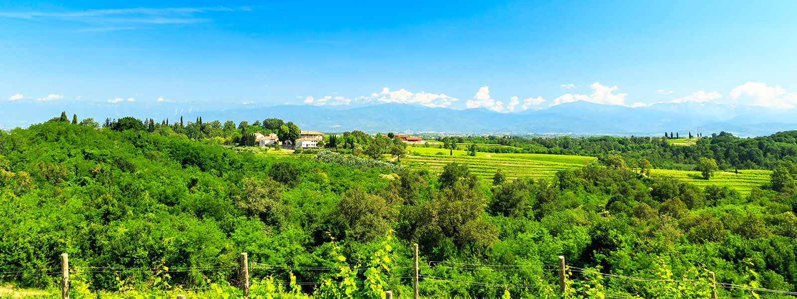 Grappa aus dem Anbaugebiet Friaul-Julisch Venetien g�nstig bei Grappa.de kaufen