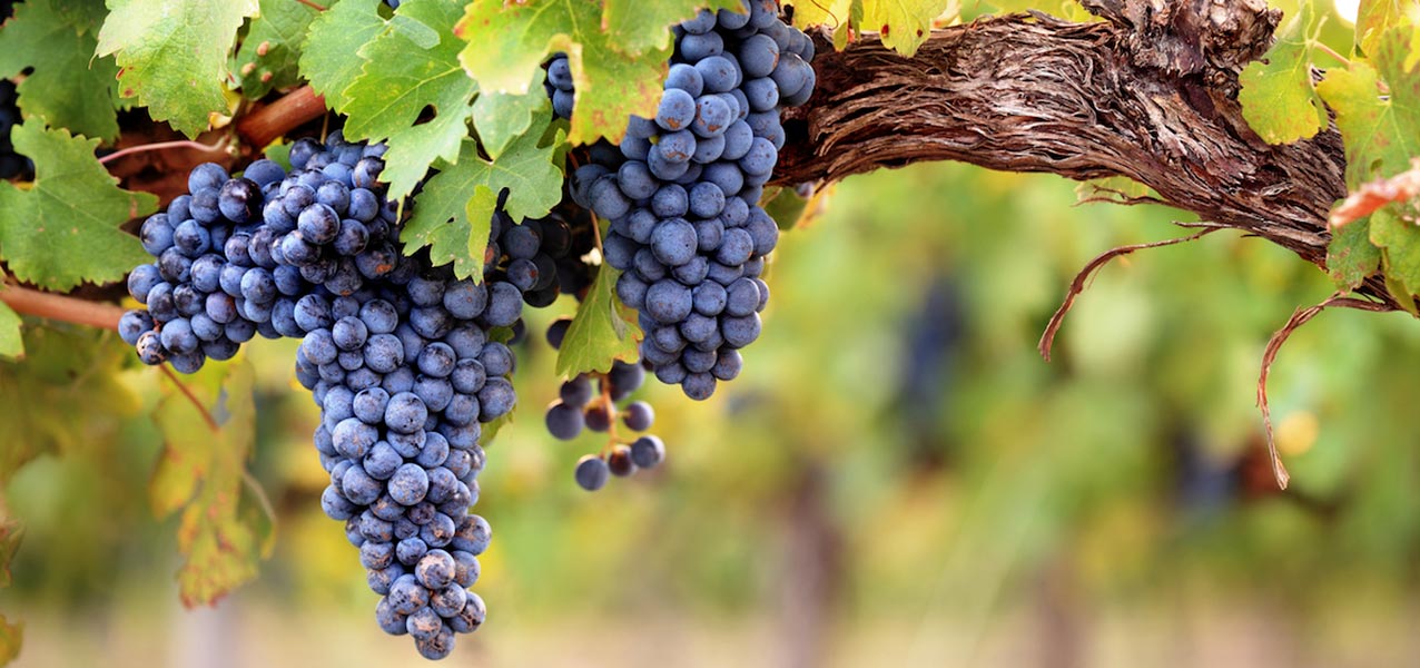 Rote Weintrauben Rebstock